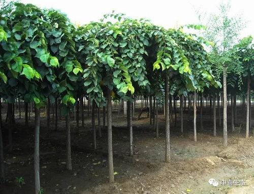 12月园林苗木养护管理须知