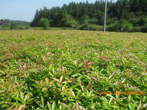 供应造林苗木和绿化苗木,供应造林苗木和绿化苗木生产厂家,供应造林苗木和绿化苗木价格