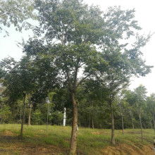  苏北诚信苗木场 主营 绿化苗木 各类竹子 玫