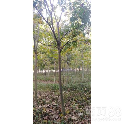 【合肥栾树苗木批发】- 