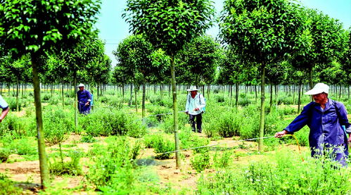 图片新闻 汤沟镇产业扶贫大同村千亩苗木精品基地