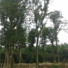 成都崇德联创苗木专业合作社