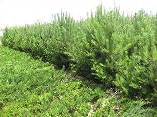 供应华山松 华山松基地报价批发基地-绿韵苗木_农副产品_世界工厂网