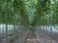 绿化苗木产品,苗木图片信息 252