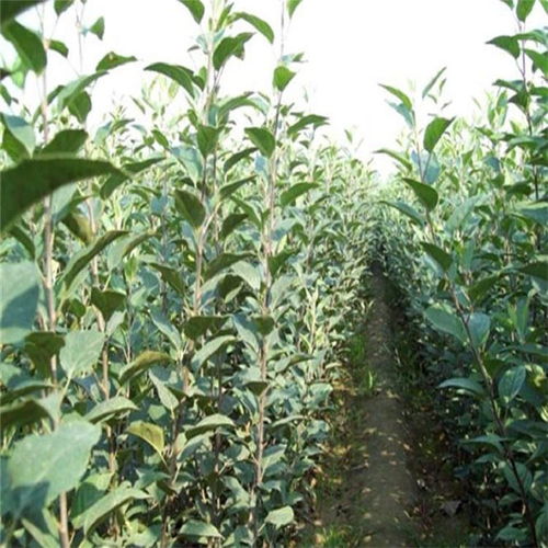 2公分柿子树苗价格及报价