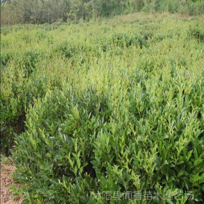 日本女贞 金叶女贞女贞苗木基地 规格较全 绿化工程苗木供应