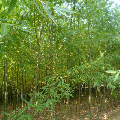 绿化苗木优质柳树苗_山东潍坊坊子区润泽机械厂