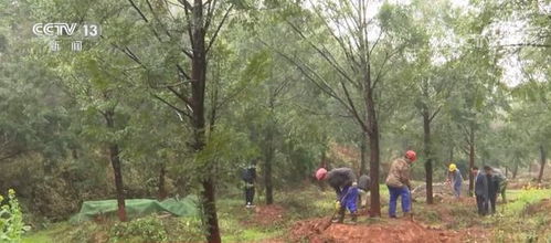 苗木交易市场活跃 保障国土绿化需要