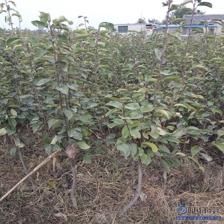 【水晶梨苗厂家价格早酥红梨苗良种】泰安高新区旺运苗木中心 - 产品库