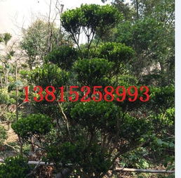 苏州别墅庭院景观绿化工程,苏州景观设计公司,苏州庭院绿化,苏州别墅绿化,苏州造型树苗圃图片,苏州别墅庭院景观绿化工程,苏州景观设计公司,苏州庭院绿化,苏州别墅绿化