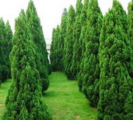 供应山东销量好的绿化苗木 批发绿化苗木