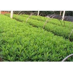 绿化苗木供应商 济南绿化苗木 君诚花卉苗木厂 查看