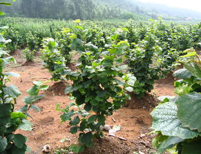 榛子苗木 新沂市惠园林果专业合作社 软籽石榴苗 江苏软籽石榴苗 江苏葡萄苗 江苏红宝石葡萄 江苏榛子苗 软籽石榴苗,江苏软籽石榴苗,江苏葡萄苗,江苏红宝石葡萄