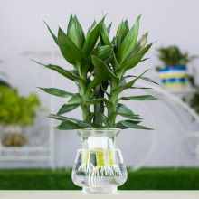 武汉市洪山区晗梅园艺经营部 供应产品