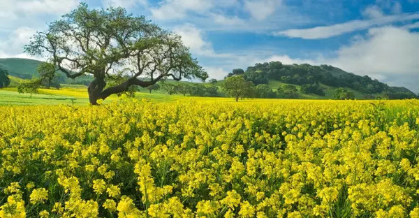 津城园苗木分析:苗木利润都跑哪里去了?-