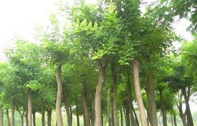 本苗圃大量出售3-4公分国槐苗木 速生国槐价格 湿地绿化