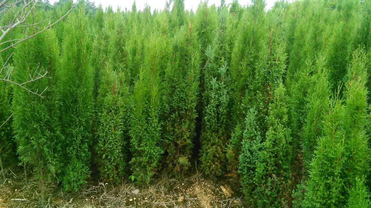 柏树-生意宝旺铺