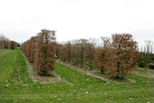 当前国内绿化苗木标准化面临着哪些问题