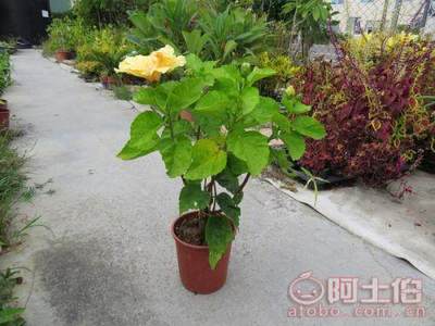 【重瓣扶桑盆栽、重瓣扶桑最新报价】绿化苗木,价格,厂家,供应商,花木,龙海市东泗兴辉园艺场 - 产品库