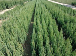 河南桧 河南桧价格 河南桧报价 河南添宝苗木