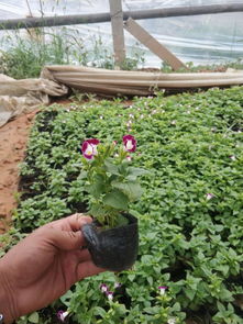 工地绿化选夏瑾 如何选购优质苗木与推荐购买渠道