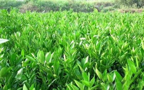 苗木移栽后的科学管理，成活率翻一番不是梦