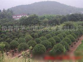 苗木 自然生命的初始与希望