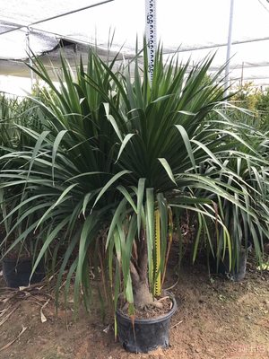 绿化苗木龙血树直销，价格实惠的优选供应商