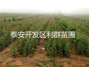 樱花苗木 品种选择与栽培指南