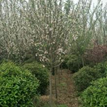 临沂富雅海棠苗木基地 专业培育优质海棠苗木的绿色家园