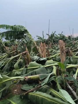 青皮蜜桔树苗 优质农产品的种植与市场推广策略