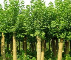 园艺之选 企业优质苗木产品图片全览