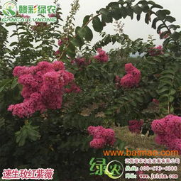 速生玫红紫薇——江西优质苗木供应与市场前景分析