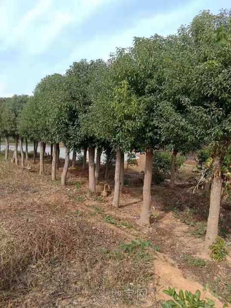低价出售优质苗木，绿化家园的理想选择