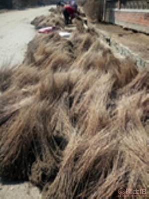 辽宁紫穗槐（棉槐）苗木及油条购买指南 开原市富春苗木经销处详解