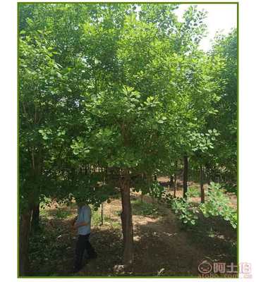 河南丛生黄栌价格及供应商介绍