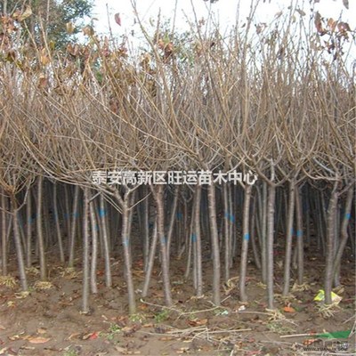 泰安高新区旺运苗木中心 专业苗木服务与绿色生态发展