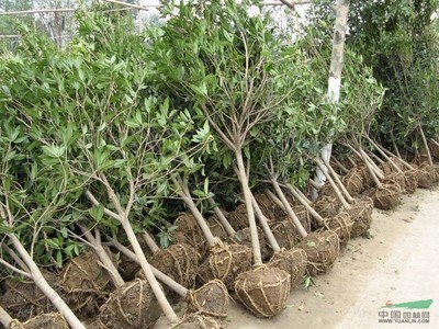 桂花苗木报价信息与基地直销指南