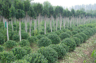 市场进入新时期，新思路引领苗木产业创新突破