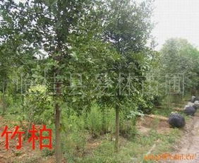 供应优质竹柏树 价格、厂商及选购指南