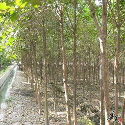 安徽滁州儒林苗木园艺 专业苗木与园艺产品展示