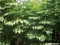 鄢陵苗木价格_鄢陵苗木价格高清大图_鄢陵苗木价格高清图片_一比多产品库