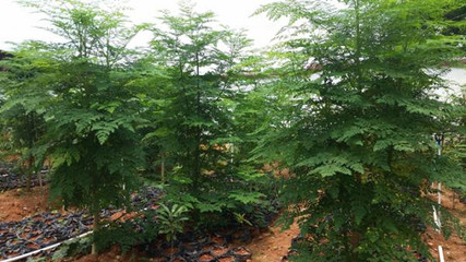 辣木苗木的引种概况