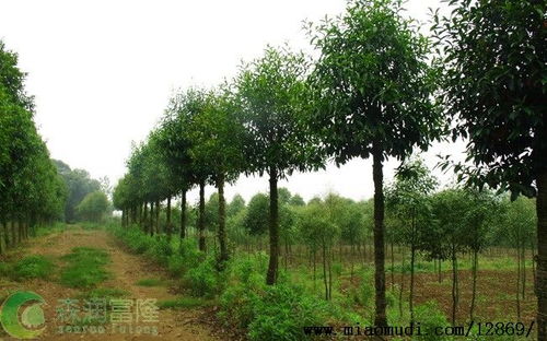 精品苗木 高颜值与气质的双重追求