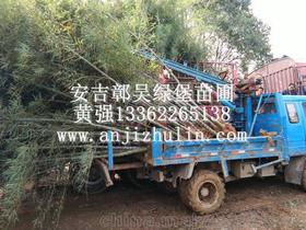 苗圃用品供应商与批发市场价格分析及苗木采购指南