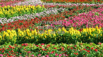 菊花专业供应商 大滨菊价格与苗木选购指南