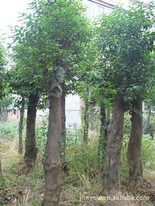 产地苗农优价直销香樟等苗木，尽在农苗网——湖南宁乡菁华绿化苗木场