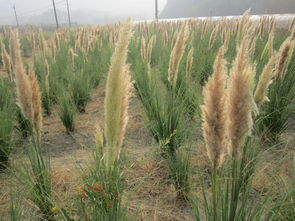 如何选择优质的矮蒲苇供应商？苗木采购指南