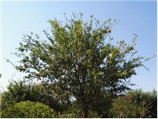 雨阳苗木基地优质朴树苗木展示