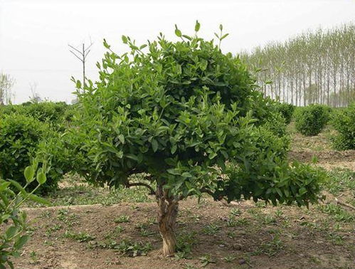 金银花苗木种植指南 新手入门常见问题解析